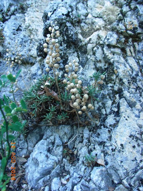 Alyssoides utriculata